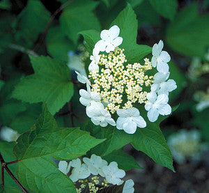 Viburnum opulus (Guelder Rose) seeds - RP Seeds