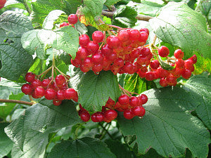 Viburnum opulus (Guelder Rose) seeds - RP Seeds