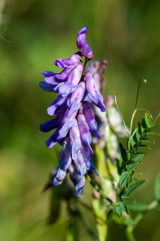 Vicia cracca (Tufted Vetch) seeds