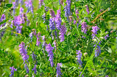 Vicia cracca (Tufted Vetch) seeds