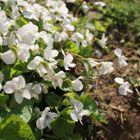 Viola odorata Reine de Neiges (Sweet Violet) seeds - RP Seeds