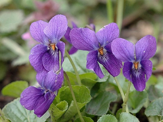 Viola odorata (Sweet Violet) seeds