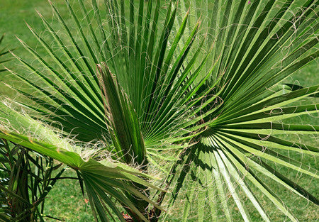 Washingtonia filifera (Desert Fan Palm) seeds - RP Seeds