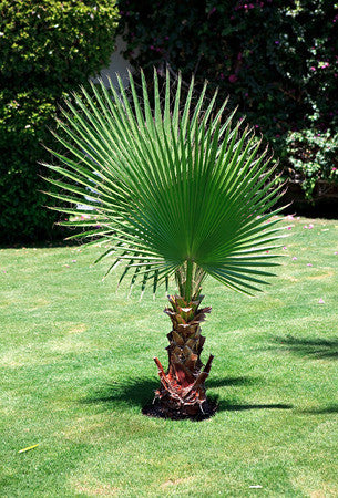 Washingtonia filifera (Desert Fan Palm) seeds - RP Seeds
