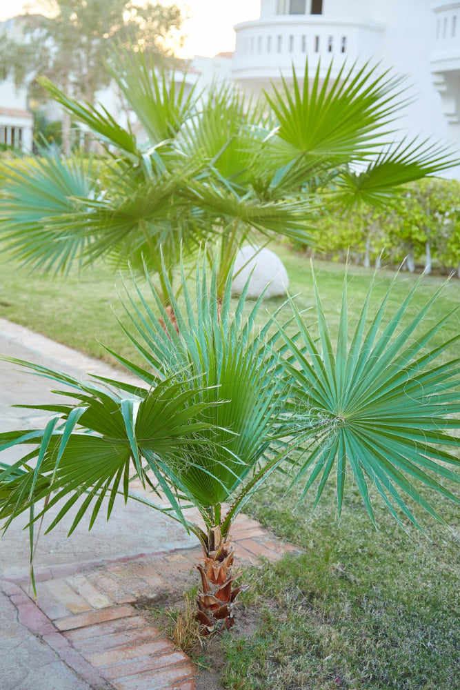 Washingtonia filifera (Desert Fan Palm) seeds - RP Seeds