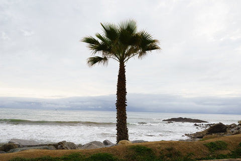 Washingtonia filifera (Desert Fan Palm) seeds - RP Seeds