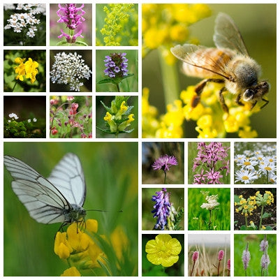 British Native Wildflower Seeds - Bee & Butterfly Mix - 2g or 10g - RP Seeds