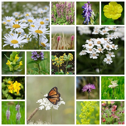 British Native Wildflower seeds - Boggy Meadow Mix - 2g - RP Seeds