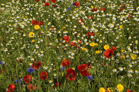 British Native Wildflower seeds - Traditional Cornfield Mix - 2g or 10g - RP Seeds