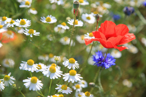British Native Wildflower seeds - Traditional Cornfield Mix - 2g or 10g - RP Seeds