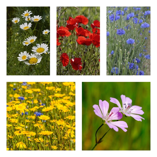 British Native Wildflower seeds - Traditional Cornfield Mix - 2g or 10g - RP Seeds