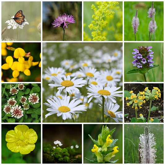 British Native Wildflower Seeds  - Traditional Meadow Mix - 2g - RP Seeds