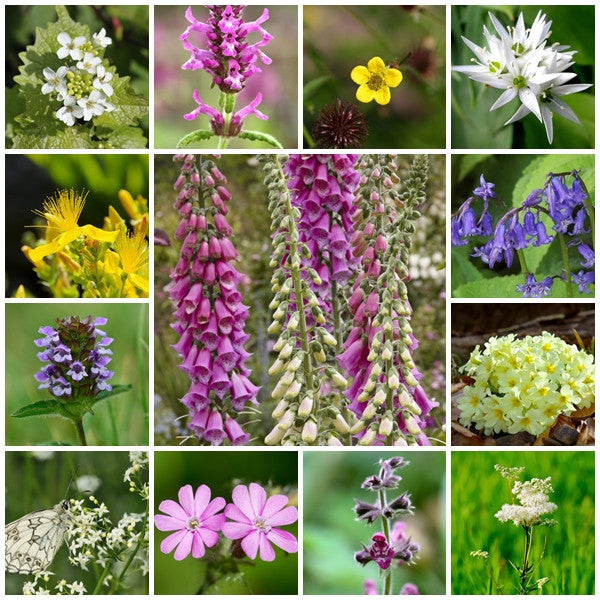 British Native Wildflower seeds - Woodland & Shade Mix - 2g or 10g - RP Seeds