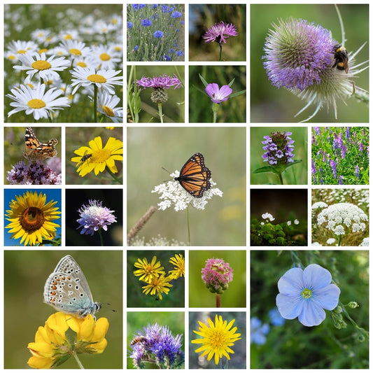 Wildflower seeds - Wild Bird Mix