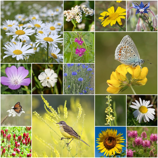 Wildflower seeds - Wildlife Mix - 2g