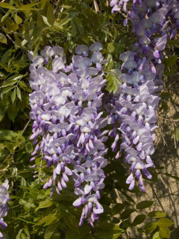 Wisteria sinensis Blue (Chinese Wisteria) seeds - RP Seeds