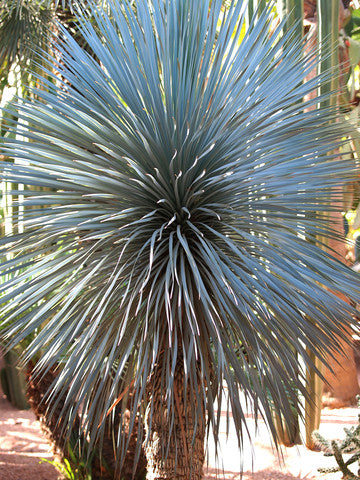 Yucca rigida (Blue Yucca) seeds - RP Seeds