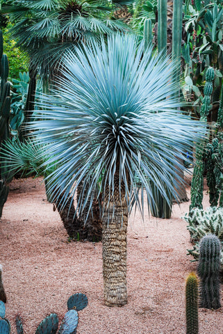 Yucca rostrata (Beaked Yucca) seeds - RP Seeds