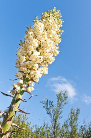 Yucca whipplei (Our Lord's Candle) seeds - RP Seeds