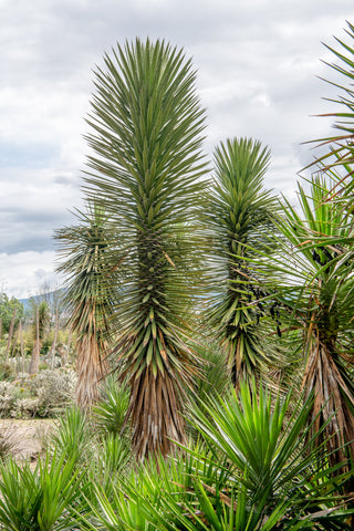 Yucca filifera (St Peter's Palm) seeds