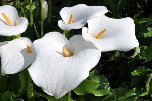 Zantedeschia aethiopica (Arum/Calla Lily) seeds - RP Seeds