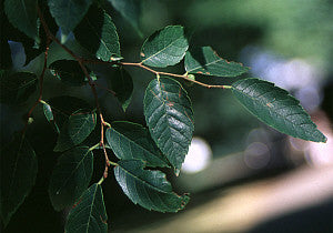 Zelkova sinica (Chinese Zelkova) seeds - RP Seeds